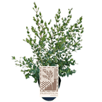 Eucalipt - Eucalyptus parvula (Eucalyptus parvifolia)