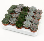 Echeveria mix - zestaw 20 roślin