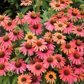 Echinacea SENSATION CORAL - Echinacea à fleurs corail