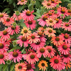 Echinacea SENSATION CORAL - Echinacea à fleurs corail