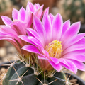 Echinocereus knippelianus - compact cactus with pink flowers