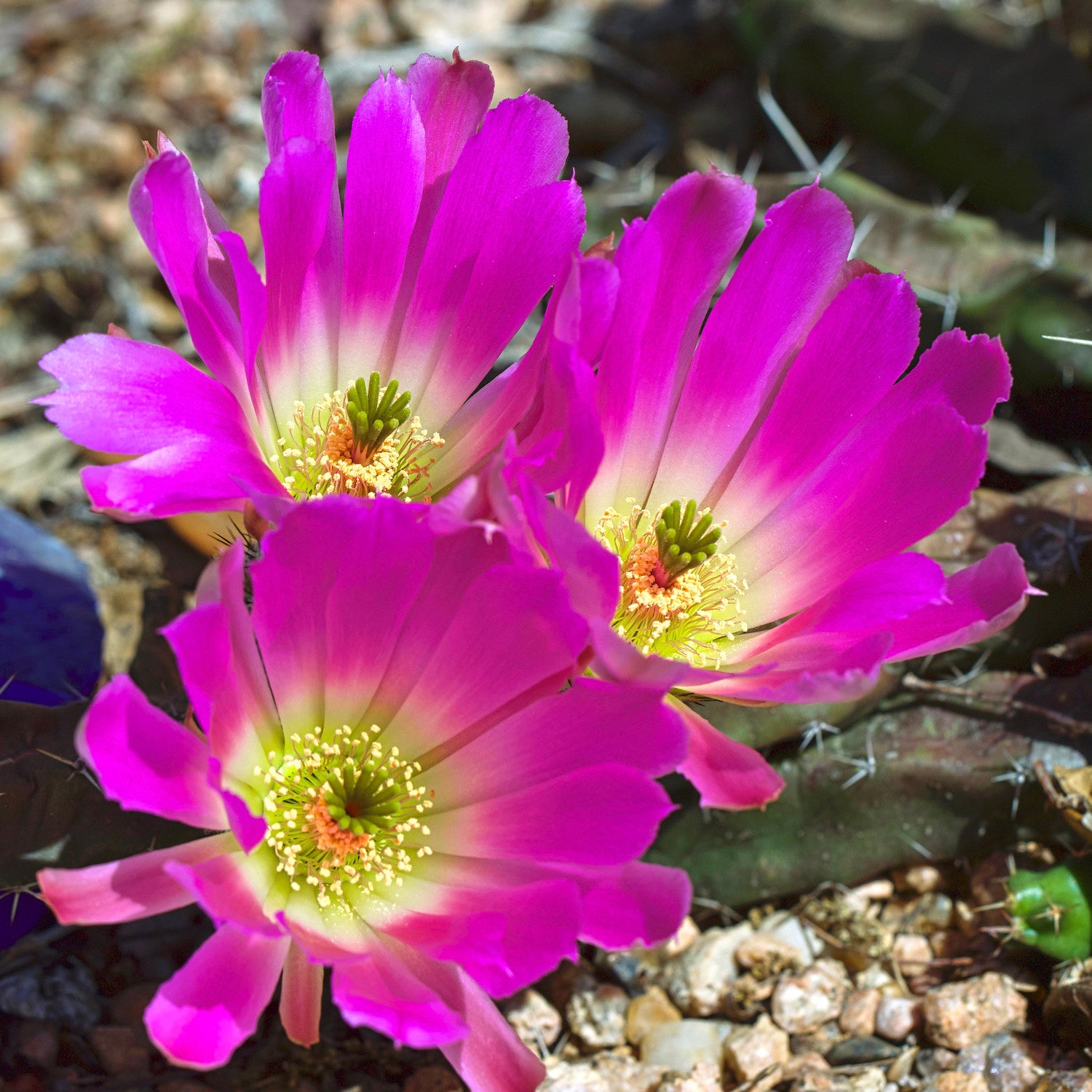 Echinocereus pentalophus (Ladyfinger Cactus)