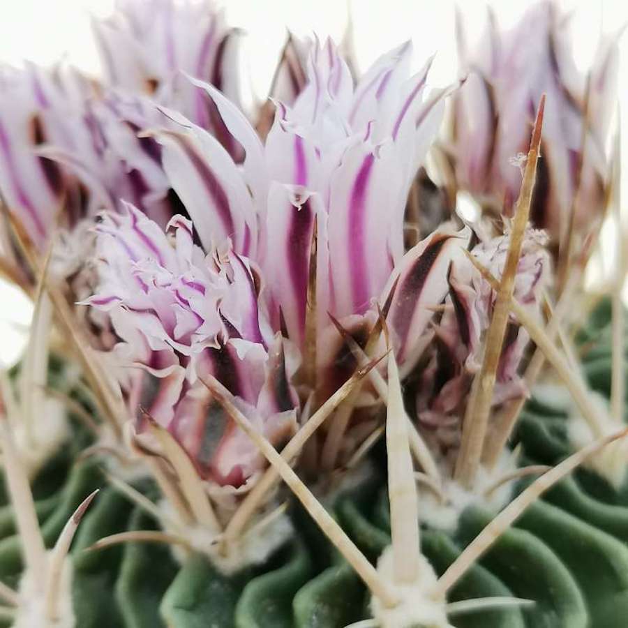 Echinofossulocactus phyllacanthus