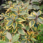 Elaeagnus ebbingei 'Gilt Edge'