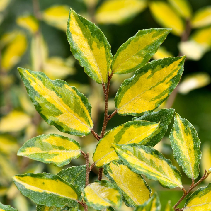 Elaeagnus pungens 'Maculata'