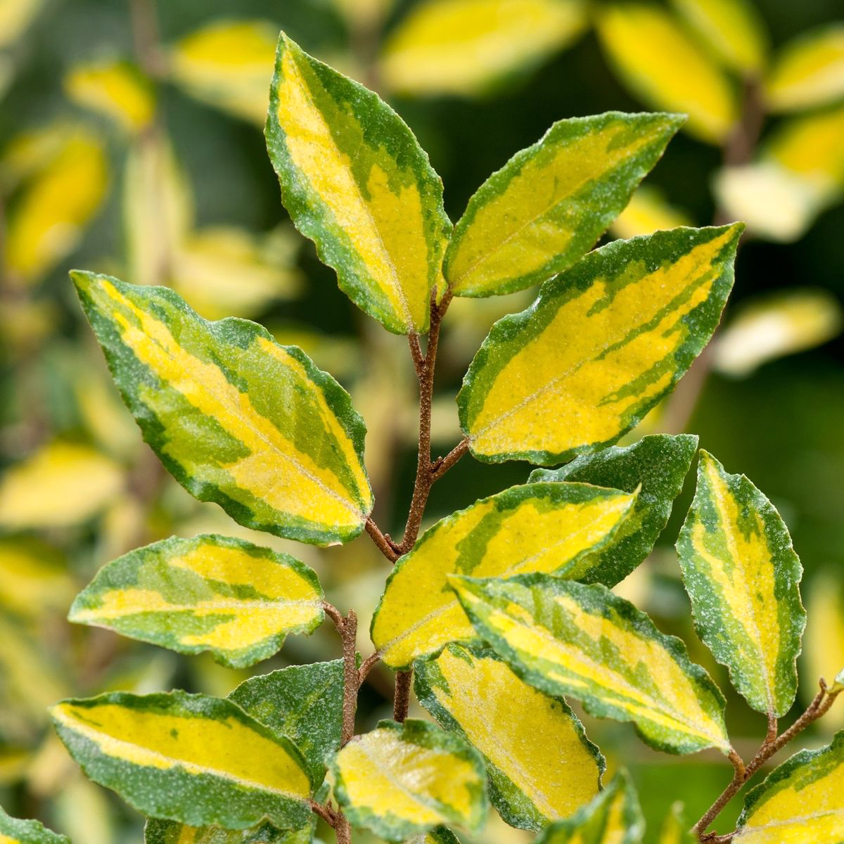 Elaeagnus ebbingei 'Maryline' - arbust decorativ cu frunzis variegat si aspect elegant