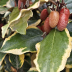 Elaeagnus ebbingei ‘Gilt Edge’
