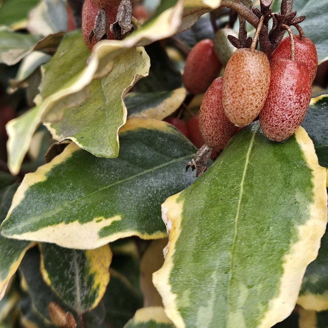 Elaeagnus ebbingei ‘Gilt Edge’