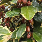 Elaeagnus ebbingei ‘Gilt Edge’