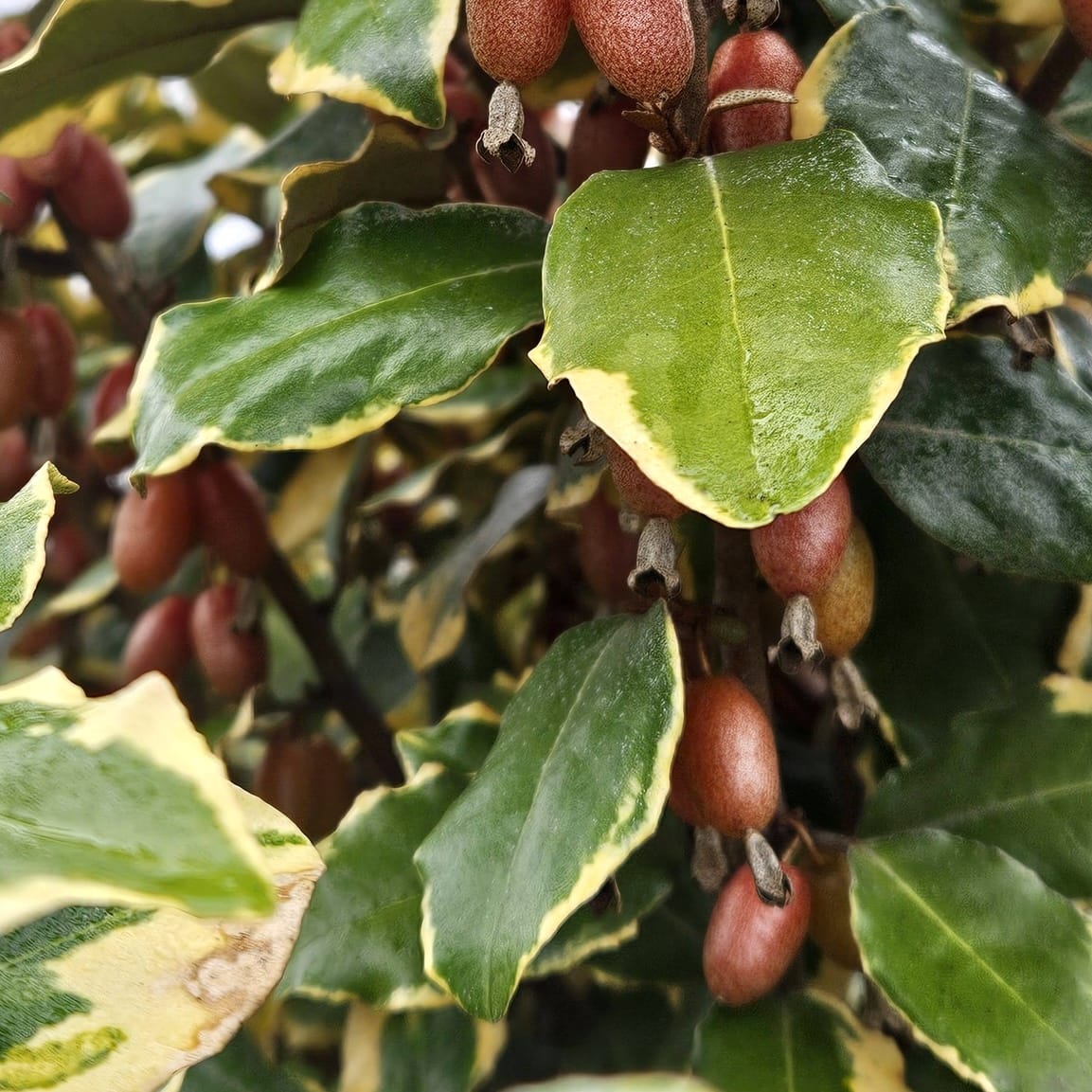 Elaeagnus ebbingei ‘Gilt Edge’