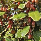 Elaeagnus ebbingei ‘Gilt Edge’