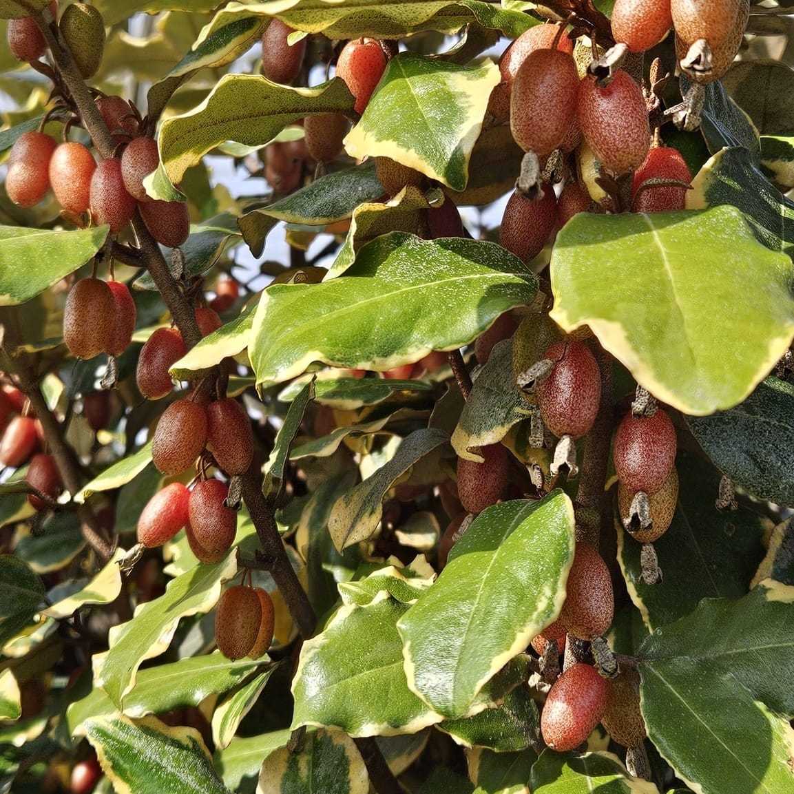 Elaeagnus ebbingei ‘Gilt Edge’