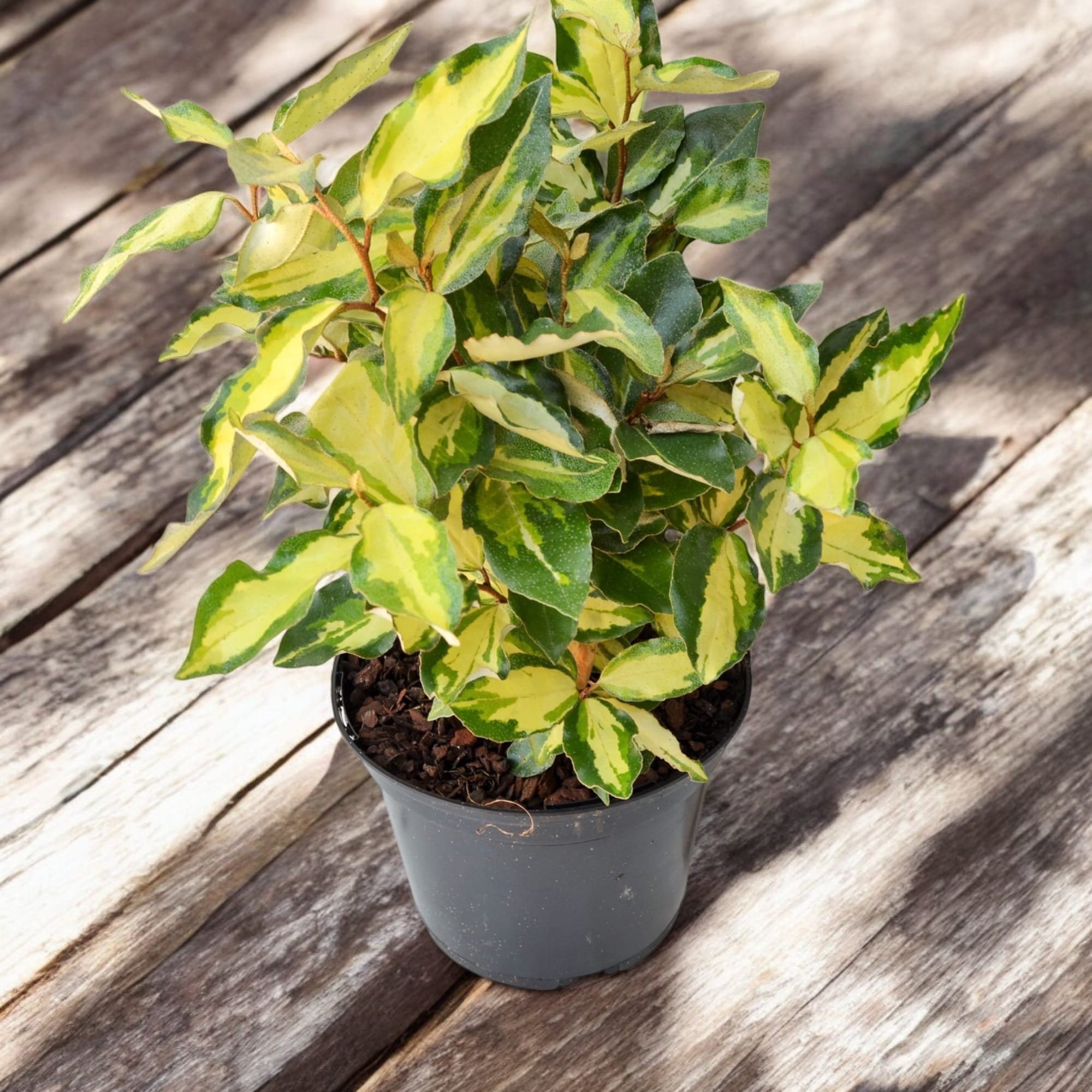 Elaeagnus ebbingei 'Maryline'