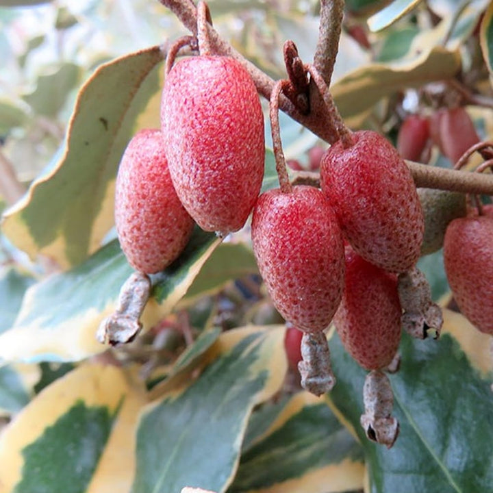 Elaeagnus ebbingei 'Viveleg' (Russian Olive, Silverberry, Variegated Oleaster)