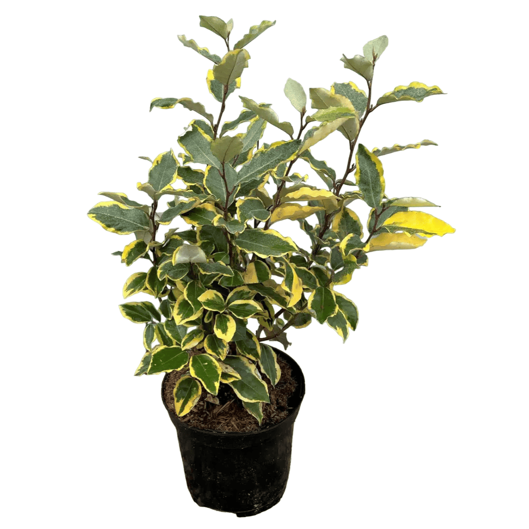 Elaeagnus ebbingei 'Viveleg' (Russian Olive, Silverberry, Variegated Oleaster)