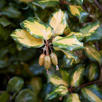 Elaeagnus ebbingei 'Maryline'