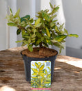 Elaeagnus pungens 'Maculata'
