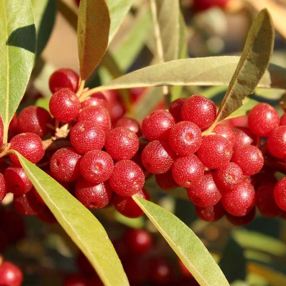 Elaeagnus umbellata Pointilla® 'Amoroso' (Autumn Olive)