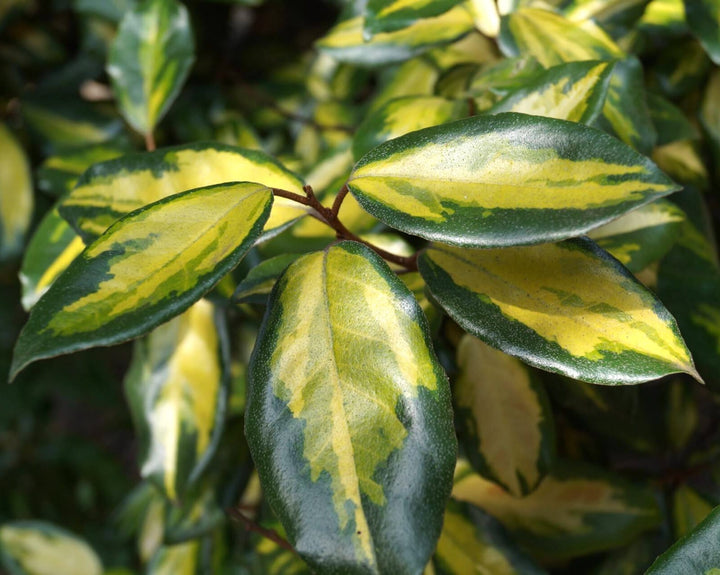 Elaeagnus pungens 'Maculata'