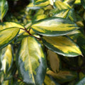 Elaeagnus pungens 'Maculata'