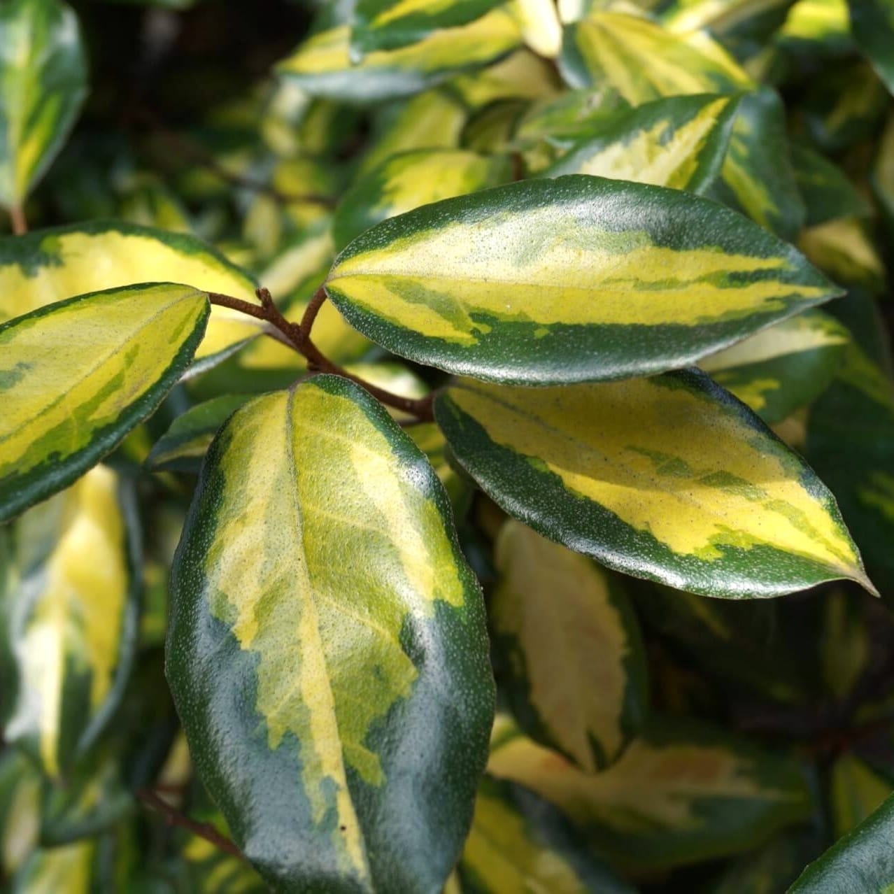 Elaeagnus pungens 'Maculata'