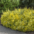 Euonymus fortunei Emerald Gold