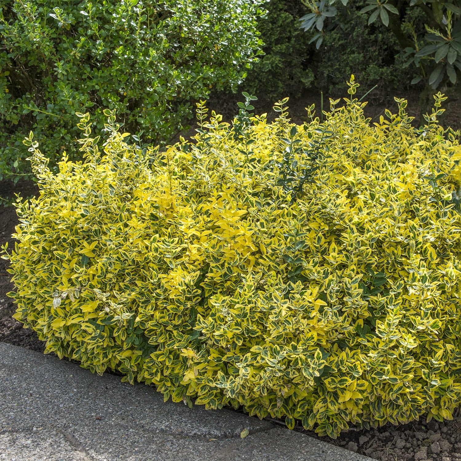 Euonymus fortunei Emerald Gold