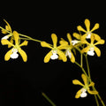 Encyclia tampensis var. alba