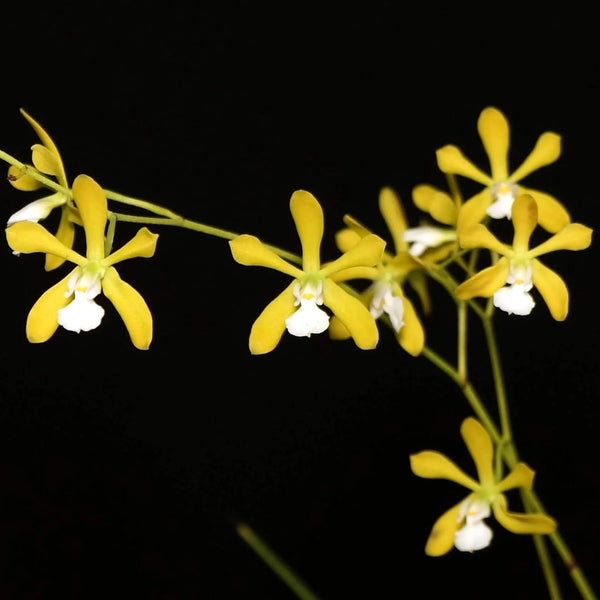 Encyclia tampensis var. alba