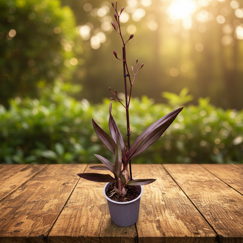 Encyclia cordigera