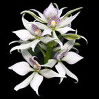 Encyclia fragrans