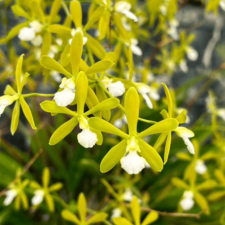 Encyclia tampensis var. alba