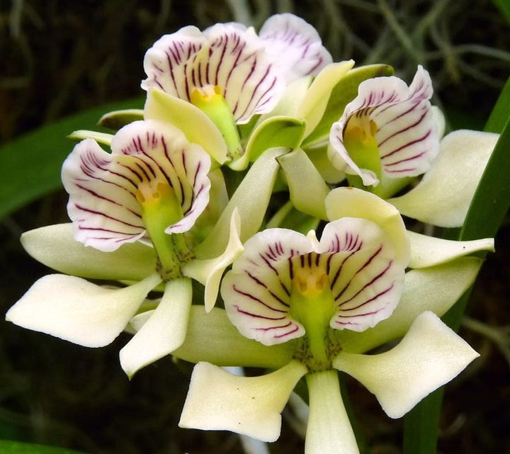 Encyclia radiata