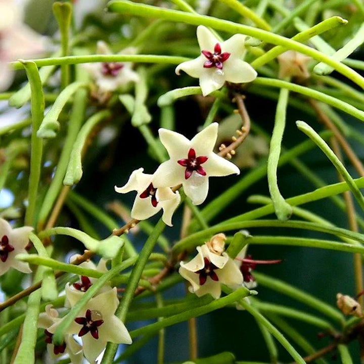 Hoya retusa (Grass Leafed Hoya)