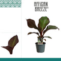 Ensete ventricosum 'Maurelii' (Banano Rojo) Ensete ventricosum 'Maurelii' (Banano Rojo) - follaje espectacular color bordo