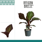 Ensete ventricosum 'Maurelii' (Banano Rojo) Ensete ventricosum 'Maurelii' (Banano Rojo) - follaje espectacular color bordo
