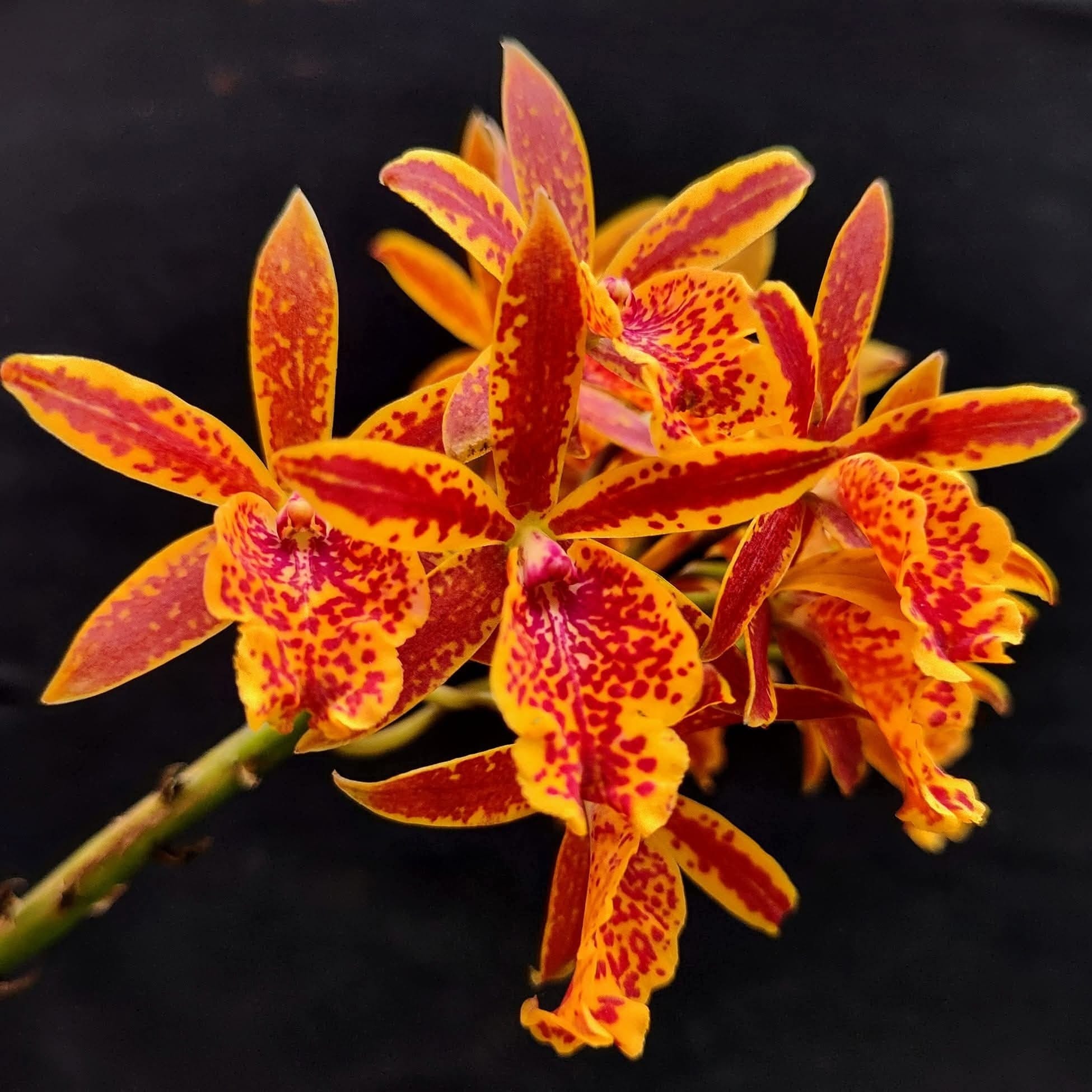 Epicatanthe Volcano Trick - parfumata