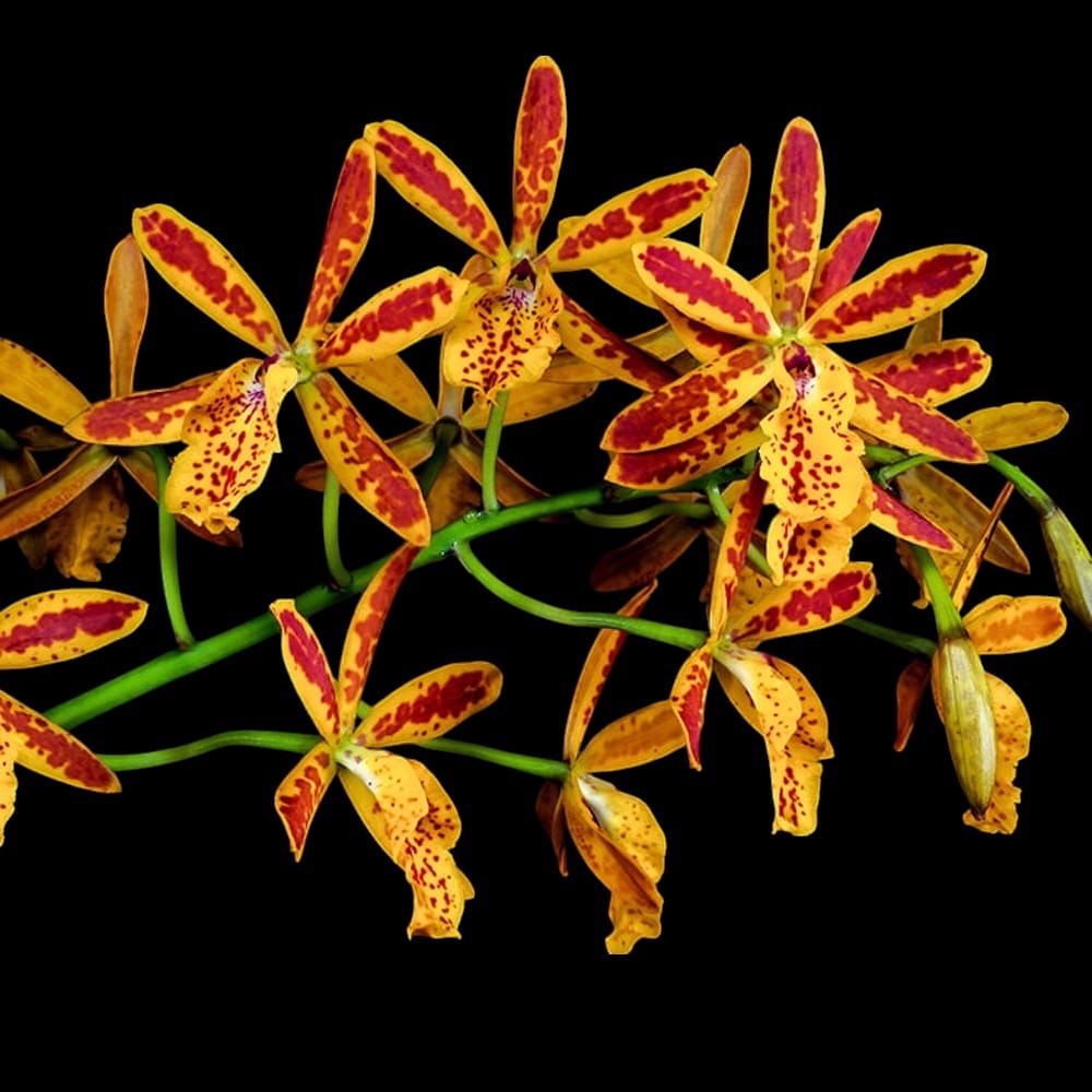 Epicatanthe Volcano Trick - parfumata