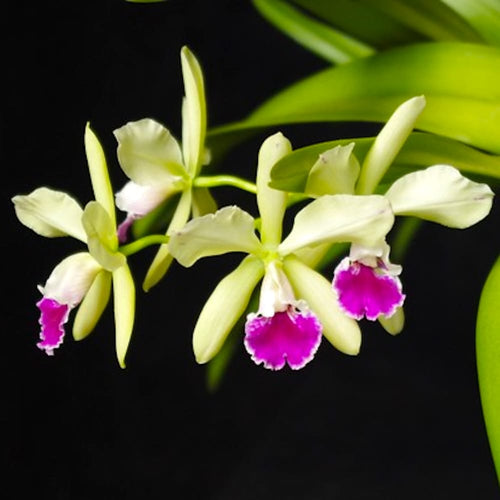 Epicattleya El Hatillo 'Pinta' BM/JOGA - parfum intens