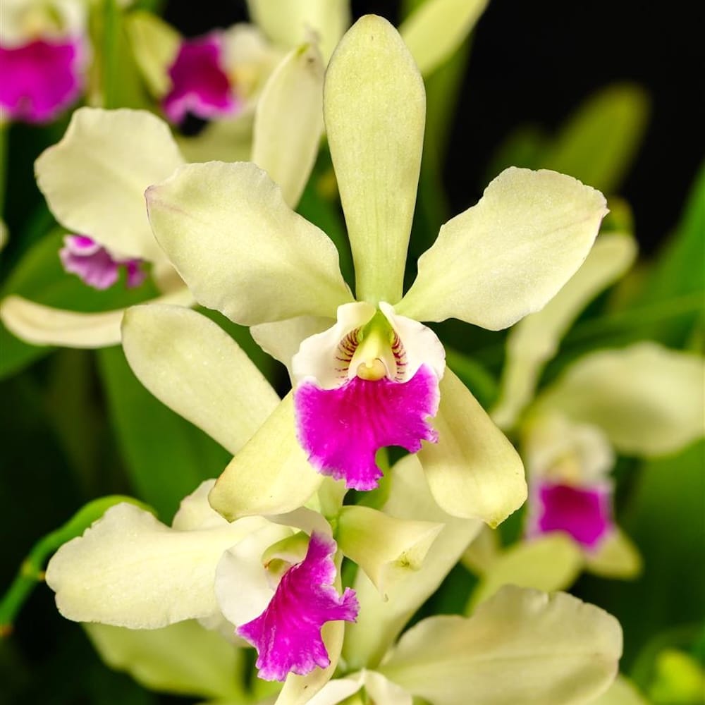 Epicattleya El Hatillo 'Pinta' BM/JOGA - parfum intens