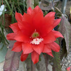 Epiphyllum ackermannii червен (червен орхидеен кактус)