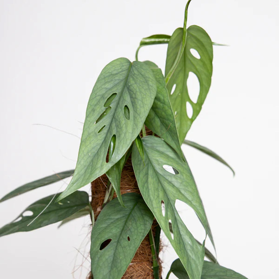 Epipremnum pinnatum ‘Cebu Blue' (silver-blue leaves) +5 plante/ghiveci