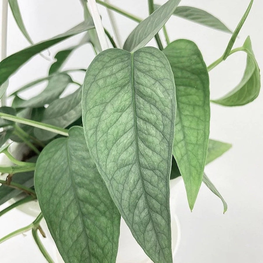 Epipremnum pinnatum ‘Cebu Blue' - plante exotique aux feuilles satinées et croissance spectaculaire