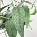 Epipremnum pinnatum ‘Cebu Blue' - exotická rastlina s hodvábnymi listami a impozantným rastom