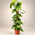 Epipremnum aureum