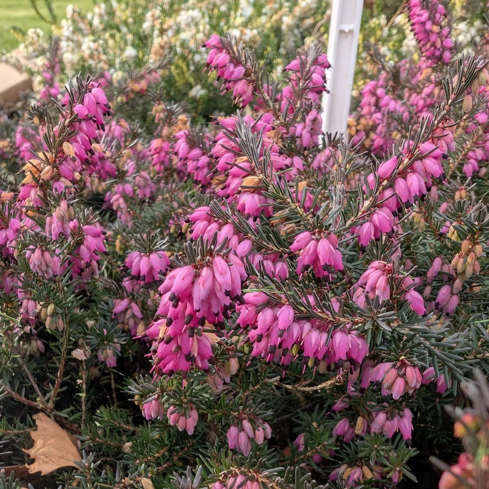 Erica x darleyensis 'Kramer's Rote'