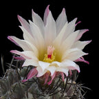 Eriosyce taltalensis subs. paucicostata