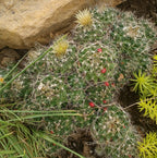 Escobaria missouriensis var. compacta – Missouri-Fuchsschwanzkaktus, frostbeständiger Miniaturkaktus