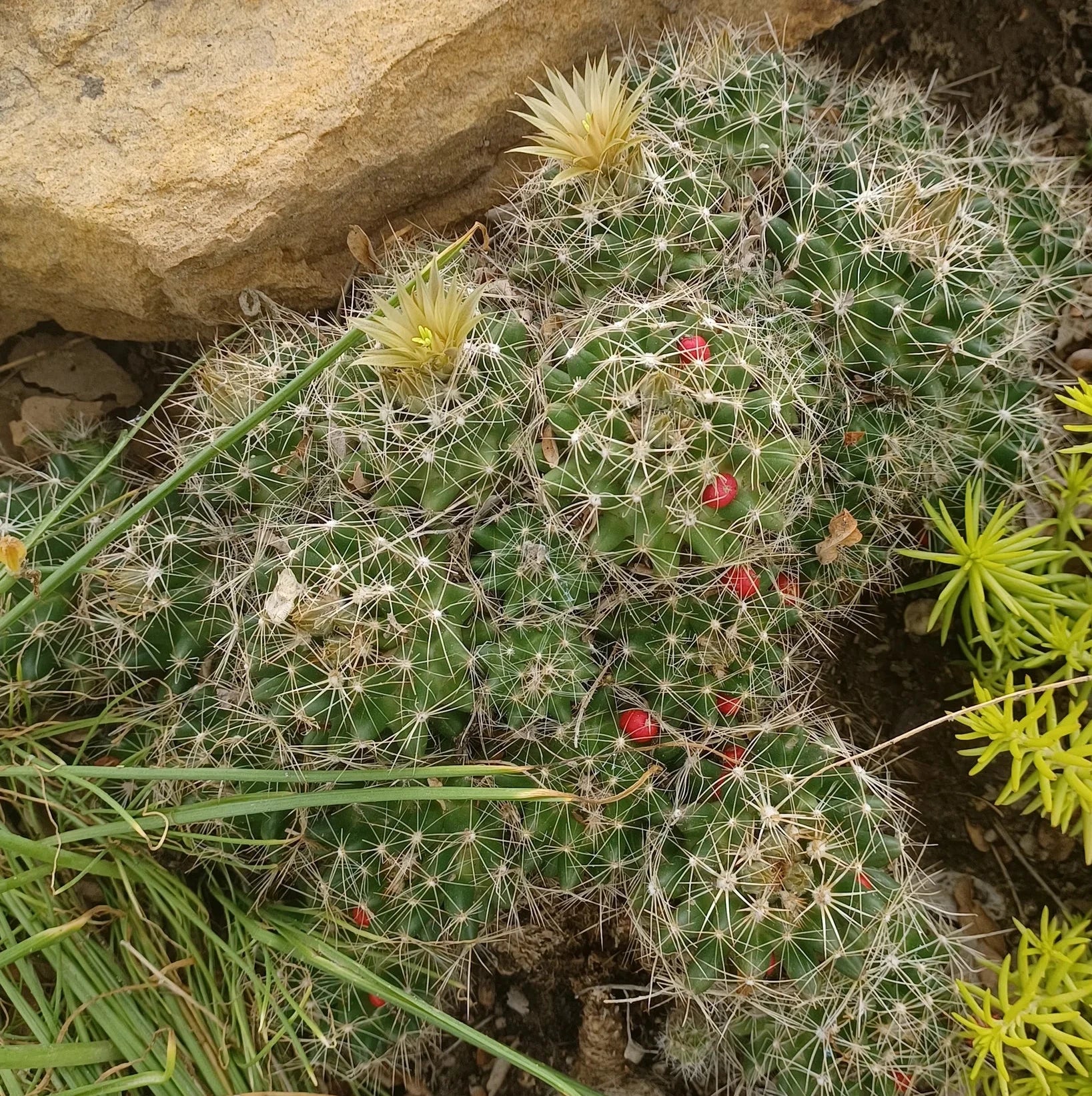 Escobaria missouriensis var. compacta – Missouri Foxtail Cactus, miniature frost-hardy cactus