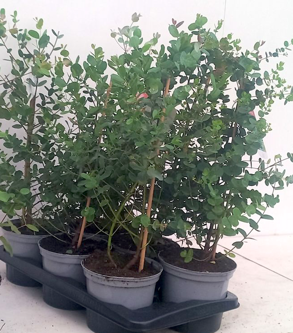 Eucalipt - Eucalyptus rubida (Cab Sav)